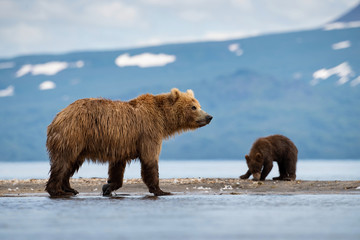 The Kamchatka brown bear, Ursus arctos beringianus catches salmons at Kuril Lake in Kamchatka, mother with cubs