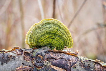 Algae-covered polypore growing on a branch