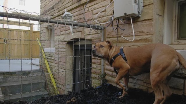 dog running outside