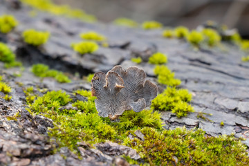 Resupinatus alboniger mushroom growing on a moss-covered log