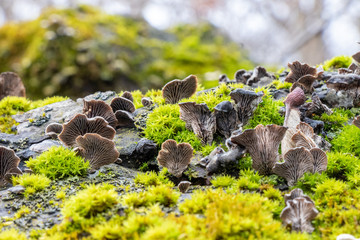 Resupinatus alboniger mushroom growing on a moss-covered log