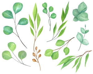 Hand drawn watercolor eucalyptus leaves. 