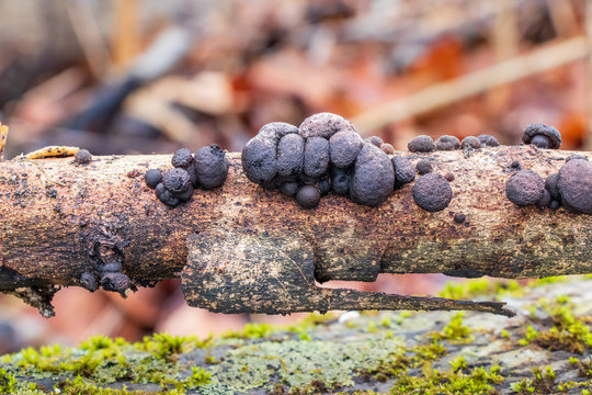 Coal fungus (Daldinia concentrica), growing on a tree branch 
