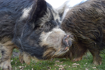 Hairy pigs on a farm