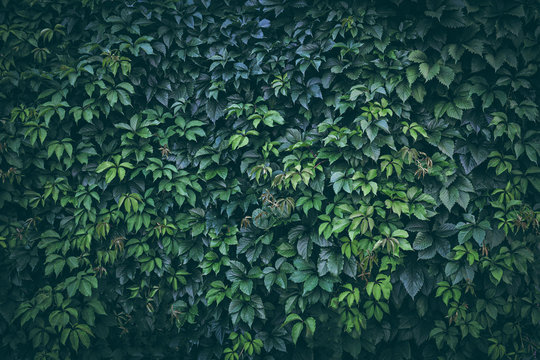 Green plant leaves background, foliage wall, toned
