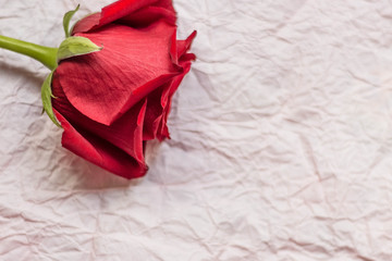 scarlet rose flower in the left corner against a backdrop of pressed light paper
