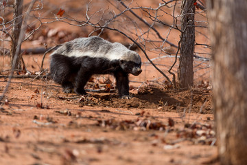 Honey badger in the wilderness of Africa