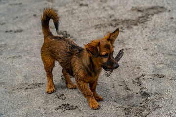 puppy on the beach with a stick
