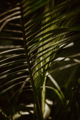 Lines and textures of Green Palm leaves