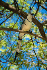 blue tropical bird on branch