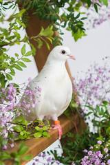 white pigeon sitting on wooden stepladder in pink flowers. beautiful wedding bird in decorative plants on white background