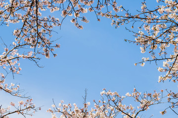 Blurred white sakura and cherry flowers blossom in spring landscape garden in blue sky banner background with copy space.