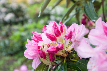 Pink azalea. Rhododendron bush in garden. Beautiful flowers. Can be used to create a postcard.