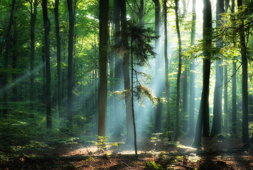 Schöner Sonnenaufgang im grünen Wald
