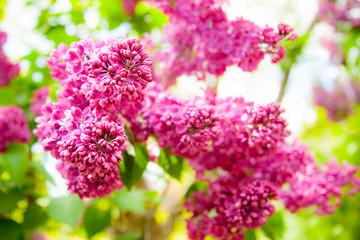 Gentle purple lilac on a green blurred background. Bright lilac flowers in bright light. Close up of spring plants.