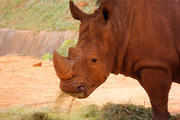 african rhino in the zoo