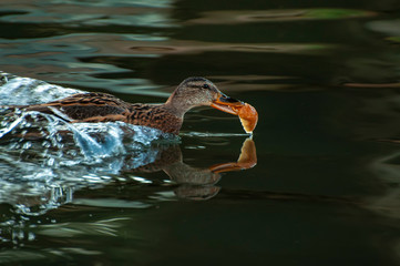 pato pescando en el rio