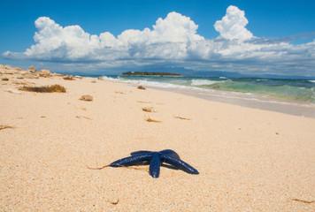 Tropical Paradise, Beachcomber Island Fiji 