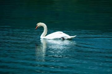 cisne reflejado en el agua del lago