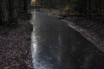 A puddle in the forest. Off-road in impassable naturalness. The road to Siberia. Frost in the fall.