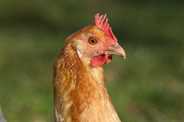 Haushuhn Rheinländer Huhn