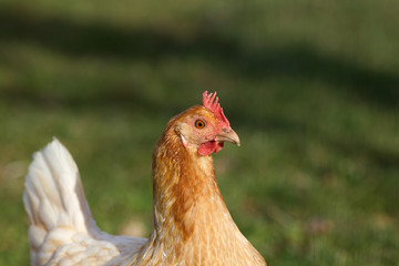 Haushuhn Rheinländer Huhn