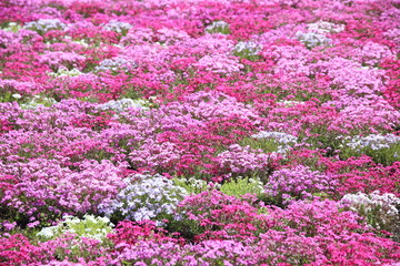 Obraz premium Shiba-Sakura (Phlox subulata) Festival near Mount Fuji, Yamanashi, Japan