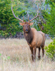 Naklejka na ściany i meble A Bull Elk in the Wichita Mountains