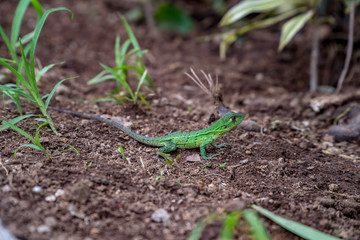 lizard in garden
