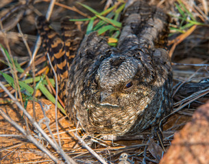 Common Poorwill