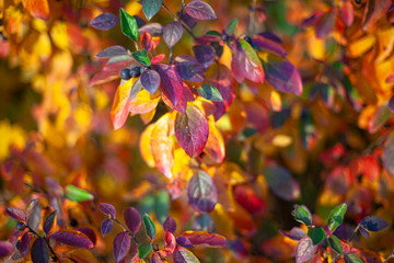 Texture of leaves in red hues. Autumn paint background. Natural colors. Variegated leaves create a vibrant mixed mosaic of all colors. A natural combination of pleasant colors.