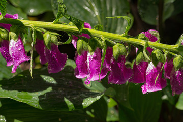 Pink Foxglove Drenched in Water Dops
