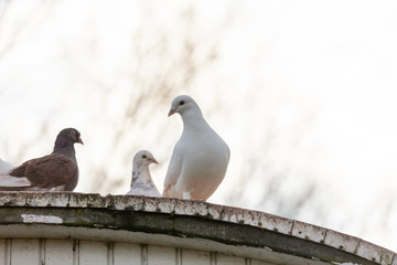 group of carrier pigeons on the roof