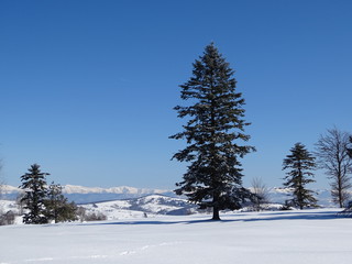 winter landscape with trees