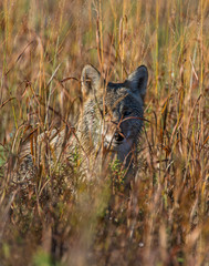 Coyote hiding in the grass