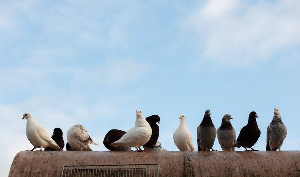 group of carrier pigeons on the roof