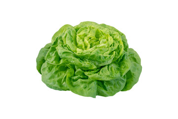 Butterhead lettuce salad head isolated on white - obrazy, fototapety, plakaty