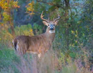 Naklejka na ściany i meble A White-tailed Deer Buck in the Wichita Mountains
