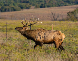 A Bull Elk jumping a barbed wire fence in the Wichita Mountains