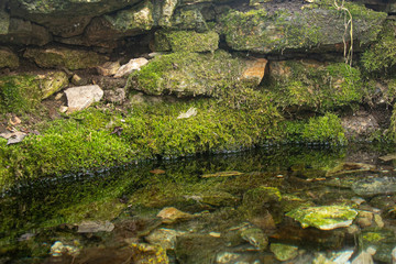 Large birch bark is covered with dark green moss. Natural background overgrown with moss tree. Texture closeup. Tree overgrown with plants.