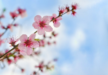 flowers of tree in spring sacura on background of blue sky