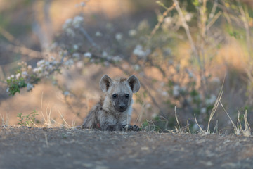 Hyena puppy, Hyena pup, baby hyena in the wilderness of Africa