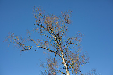 Tree on a background of blue sky. Natural landscape.
