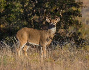 Naklejka na ściany i meble A White-tailed Deer Buck in the Wichita Mountains