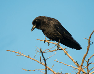 American Crow