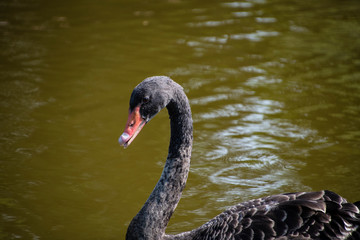 Australian black swan, Cygnus atratus, portrait. Close up of black swan head with red beak and eyes