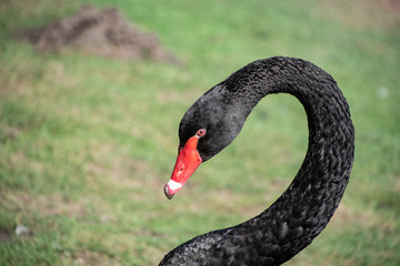 Australian black swan, Cygnus atratus, portrait. Close up of black swan head with red beak and eyes