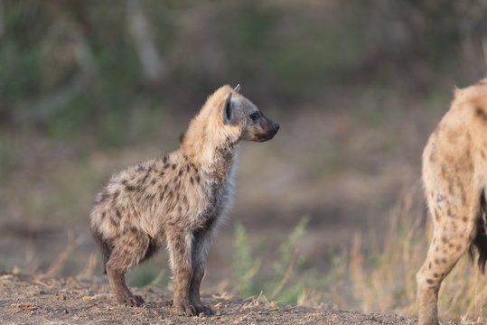 Hyena puppy, Hyena pup, baby hyena in the wilderness of Africa