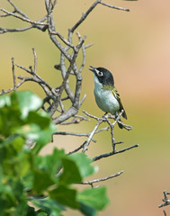 Black capped Vireo