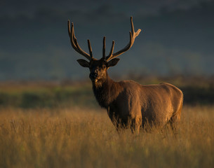 A Bull Elk in the Wichita Mountains